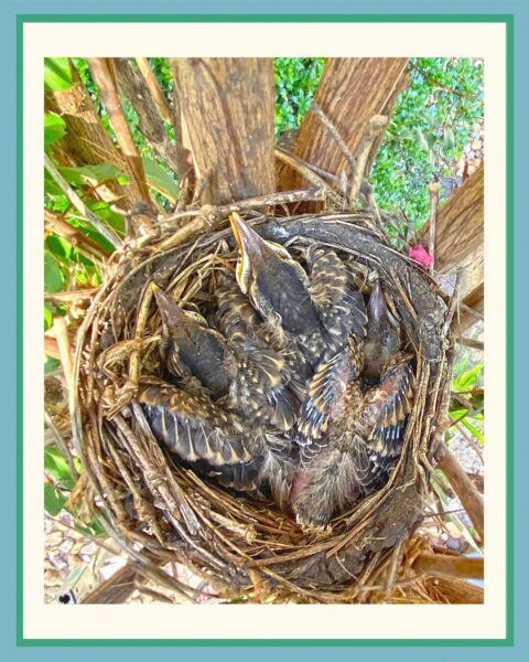 Built with the care of a bird's nest.